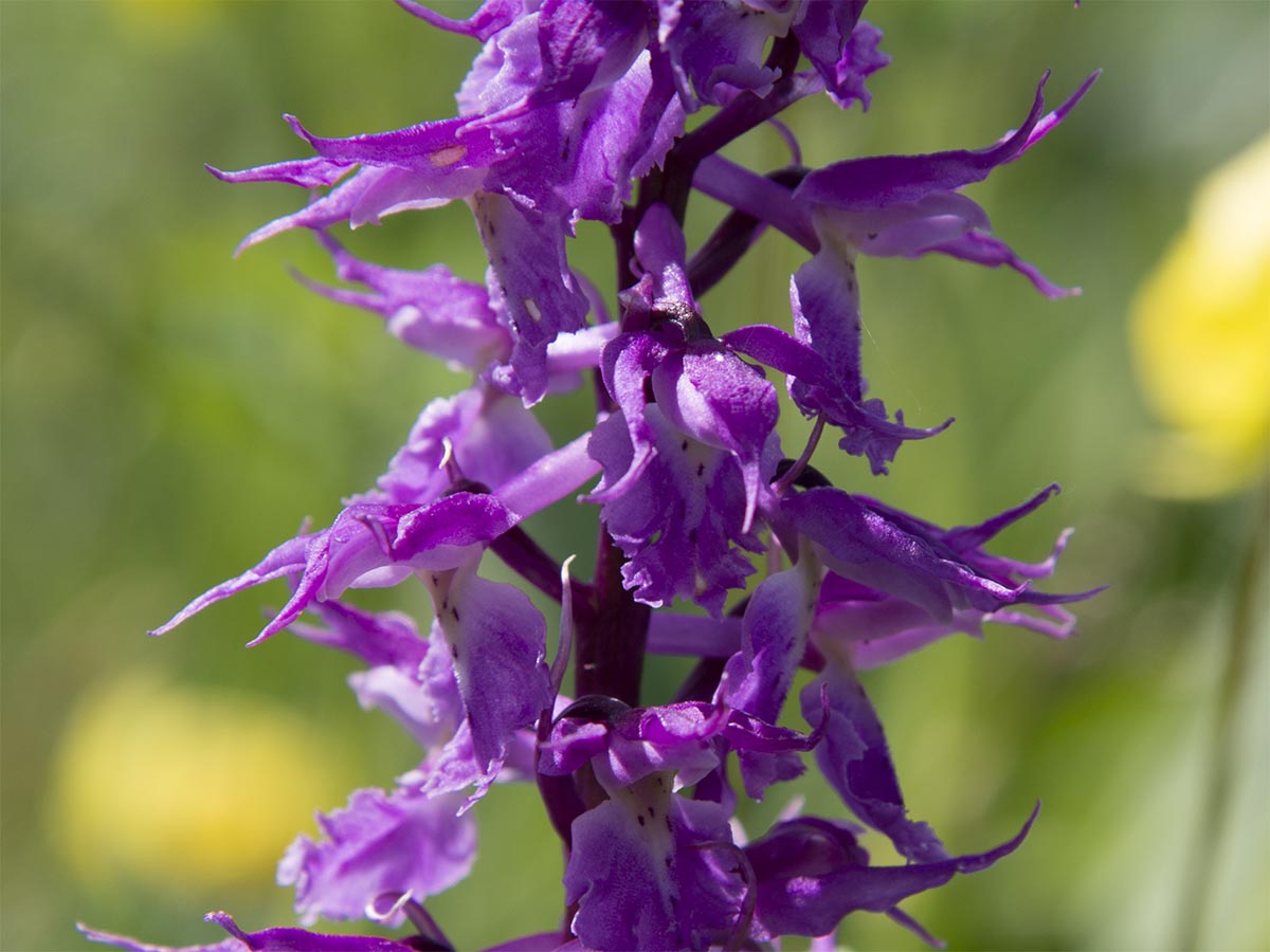 Orchis mascula ssp. signifera